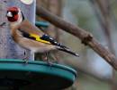 goldfinch1.jpg