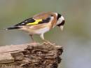 goldfinch21.jpg