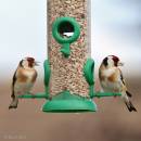 /gallery/data/501/thumbs/goldfinch3.jpg