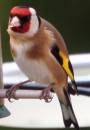 goldfinch_2_edited-1_Medium_.jpg