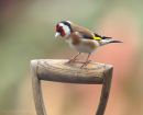 goldfinch_fork_5_050414.jpg