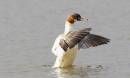 goosander.jpg