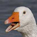 goose12.jpg