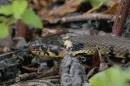 grass-snake-aug-27-2006-2.jpg