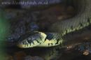 grasssnake_1548.jpg