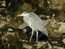 gray_heron_1.jpg
