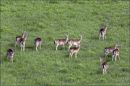 grazing.jpg