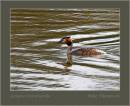 great-crested_grebe_2_-_alt.jpg