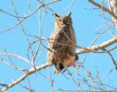 greathornedowlwithkill.jpg