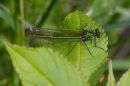 green_damselfly.jpg