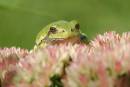 green_frog2.jpg