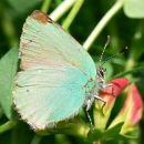 green_hairstreak2.jpg