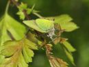 green_hairstreak_may_17_2016_1.jpg