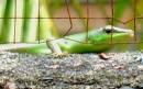 green_lizard1.jpg