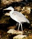 grey-heron.jpg