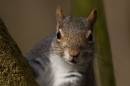 grey-squirrel-feb-15-2007-1.jpg