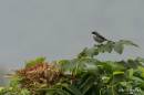 grey_bushchat01.jpg