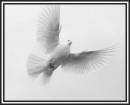 grey_dove.jpg