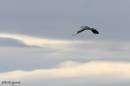 grey_heron1.jpg