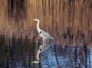grey_heron2.jpg