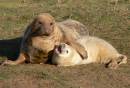 grey_seal_1.JPG