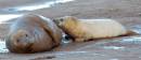 grey_seal_suckling.JPG