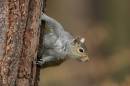 greysquirrel-Ye2d2657.jpg