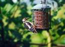 gs_woodpecker.jpg