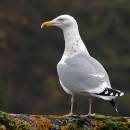 gull12.jpg