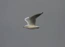 gull5.jpg