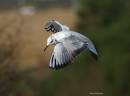 gull_copy.jpg