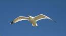 gull_flying.jpg