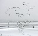 gull_mix_snow_1_220313.jpg