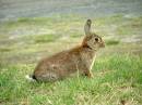 hare-_Mascot_06.JPG