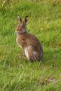 hare2.jpg