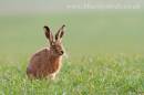 hare_0033.jpg