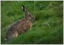 hare_in_the_morning_dew.jpg