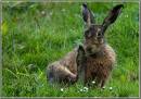 /gallery/data/501/thumbs/hare_manicure.jpg