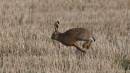 hare_on_the_run.jpg