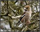 hawfinch.jpg
