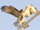 hawk2-1.jpg
