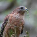 hawkliz.jpg