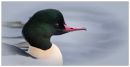head-shot-goosander.jpg