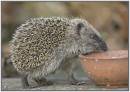 hedgehog_5.jpg