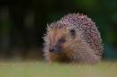 hedgehogwpf.jpg