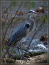 heron21.jpg