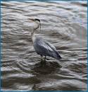 heron_1.jpg