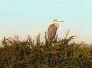 heron_21.jpg