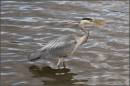 heron_23.jpg