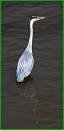 heron_4.jpg